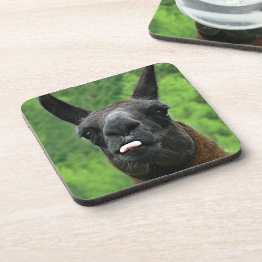 態度-舌の写真を突き出ることのラマ コースター (左側)