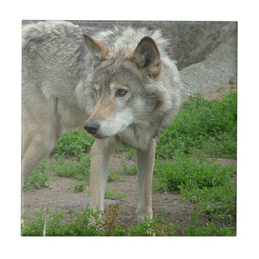 慎重なオオカミのタイル タイル (正面)