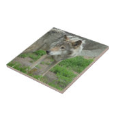 慎重なオオカミのタイル タイル (側面)