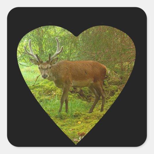 慎重なレッドディアスタッグ スクエアシール (正面)