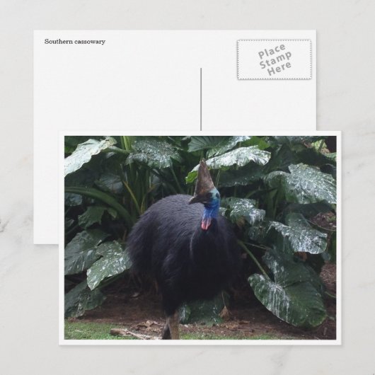 慎重な ポストカード (正面/裏面)