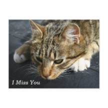 [憂鬱な猫]あ恋しく思な