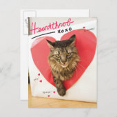 憧れの的猫 ポストカード (正面/裏面)