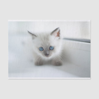 憧れ:青い目失ったの白い子猫 薄葉紙