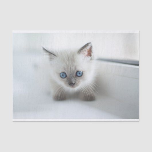 憧れ：青い目失ったの白い子猫 薄葉紙 (正面)