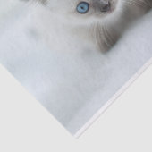 憧れ：青い目失ったの白い子猫 薄葉紙 (詳細)