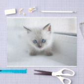 憧れ：青い目失ったの白い子猫 薄葉紙 (クラフト)