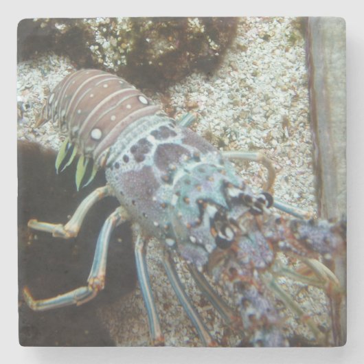 懸命シェルストーンコースター ストーンコースター (正面)