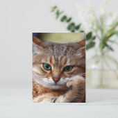 懸垂虎の猫 ポストカード (スタンド正面)