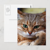 懸垂虎の猫 ポストカード (正面/裏面)