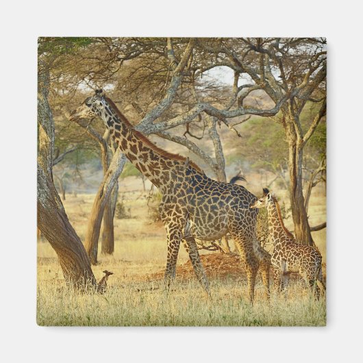 成人した女性と少年のキリン、キラファ マグネット (正面)