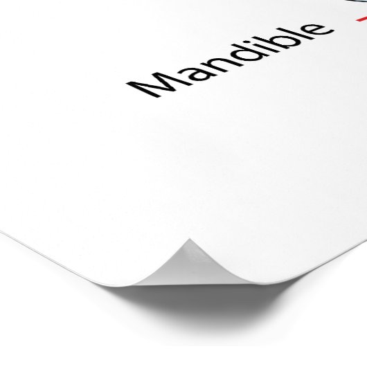 成人人間スカル図 ポスター (角)