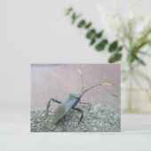 成人用黒い葉の足の虫 ポストカード (スタンド正面)