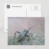 成人用黒い葉の足の虫 ポストカード (正面/裏面)