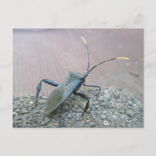 成人用黒い葉の足の虫 ポストカード (正面)