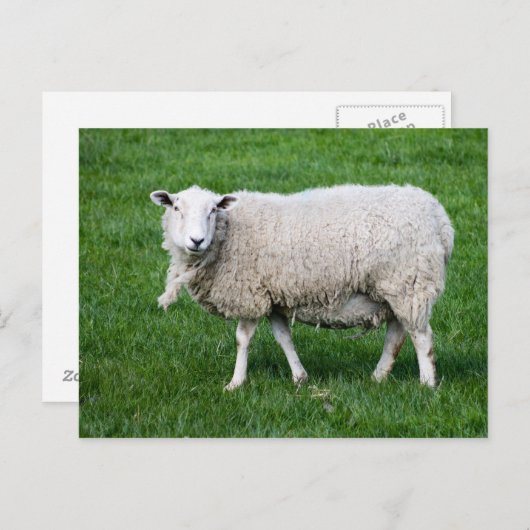 成人羊 ポストカード (正面/裏面)