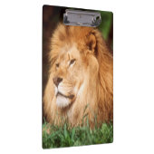 成人雄ライオン クリップボード (右)