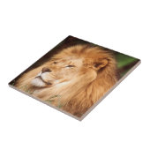 成人雄ライオン タイル (側面)