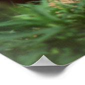 成人雄ライオン ポスター (角)