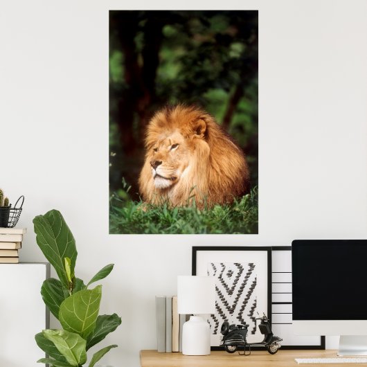 成人雄ライオン ポスター (ホームオフィス)