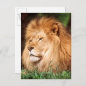 成人雄ライオン ポストカード (正面/裏面)