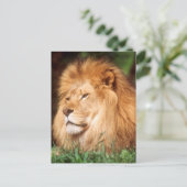 成人雄ライオン ポストカード (スタンド正面)