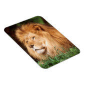 成人雄ライオン マグネット (右側)