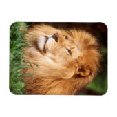 成人雄ライオン マグネット (横)