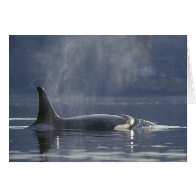成体のメスのシャチ（Orcinus Orca）、ピュージェット (正面横)