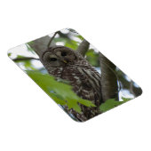 成体の有刺型フクロウ マグネット (右側)