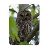 成体の有刺型フクロウ マグネット (縦)