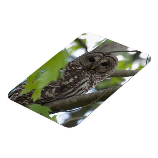 成体の有刺型フクロウ マグネット (左側)