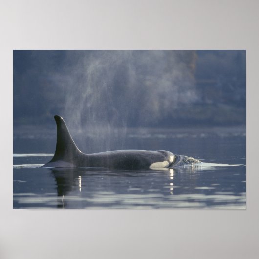 成体の雌のシャチ (Orcinus Orca)、ピュージェット ポスター (正面)