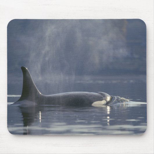成体の雌のシャチ (Orcinus Orca)、ピュージェット マウスパッド (正面)