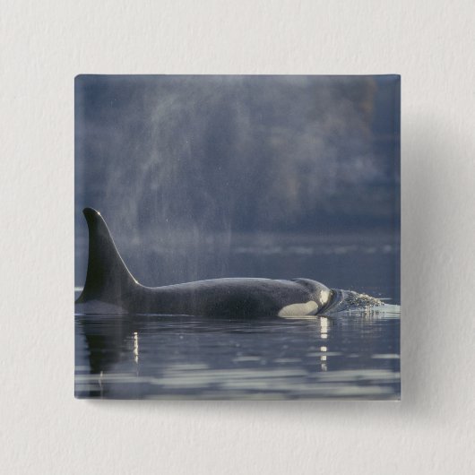 成体の雌のシャチ (Orcinus Orca)、ピュージェット 缶バッジ (正面)