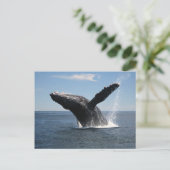 成体ハンプバックホエールブリーチング ポストカード (スタンド正面)