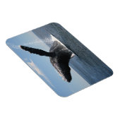 成体ハンプバックホエールブリーチング マグネット (右側)