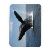 成体ハンプバックホエールブリーチング マグネット (縦)