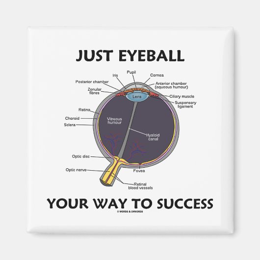 成功への目玉の道（眼解剖学） マグネット (正面)
