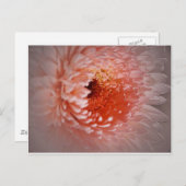 成功生まれする ポストカード (正面/裏面)