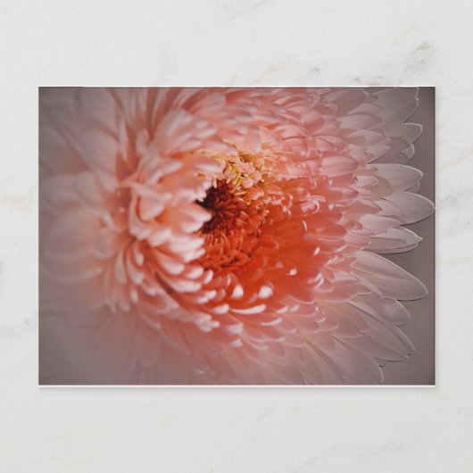 成功生まれする ポストカード (正面)