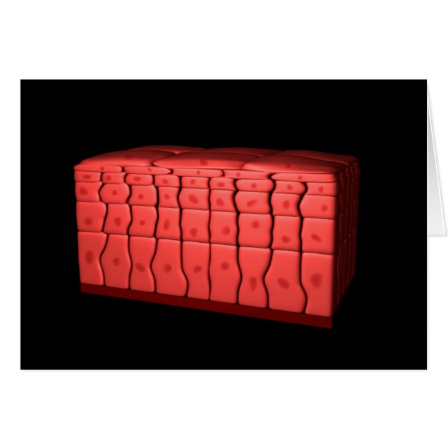 成層扁平上皮概念2 (正面横)