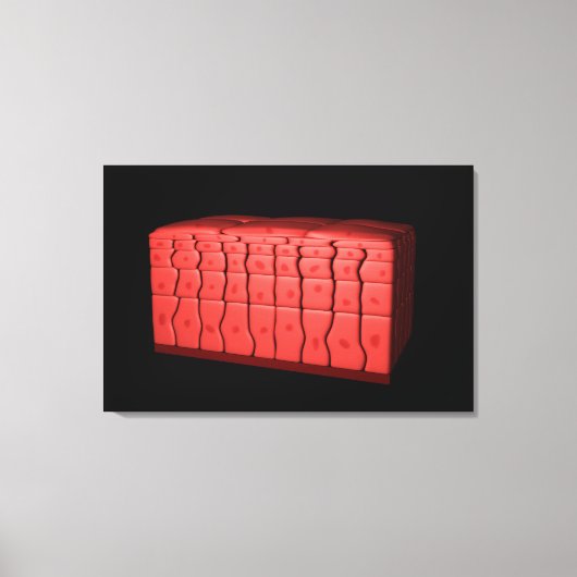 成層扁平上皮概念2 キャンバスプリント (正面)