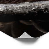 成熟したオスのハゲのイーグル接頭ショット ポスター (角)