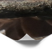 成熟したハゲのイーグルのクローズアップ・ヘッド ポスター (角)