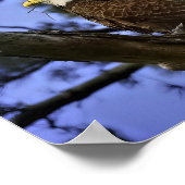 成熟した禿鷲 ポスター (角)