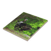 成熟した雄の野生の七面鳥 タイル (側面)