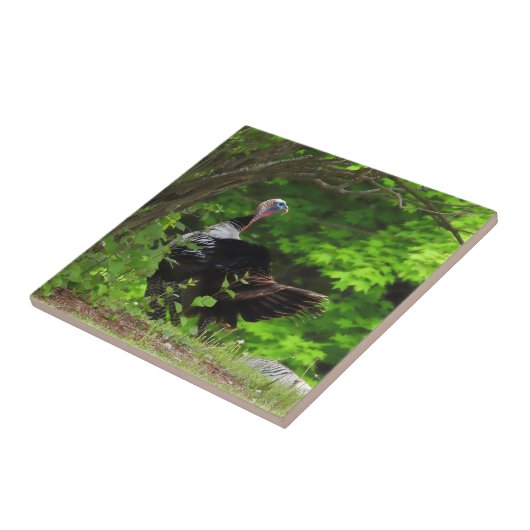 成熟した雄の野生の七面鳥 タイル (側面)