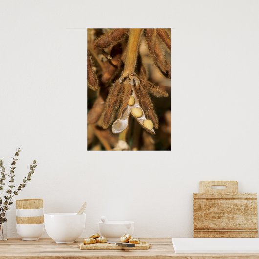 成熟大豆 ポスター (キッチン)