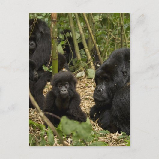 成獣と子供のマウンテンゴリラ ポストカード (正面)